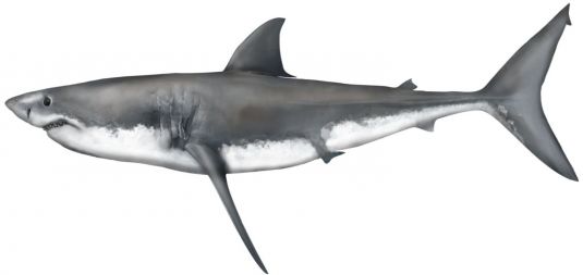 White Shark