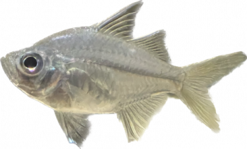 Agassiz's Perchlet