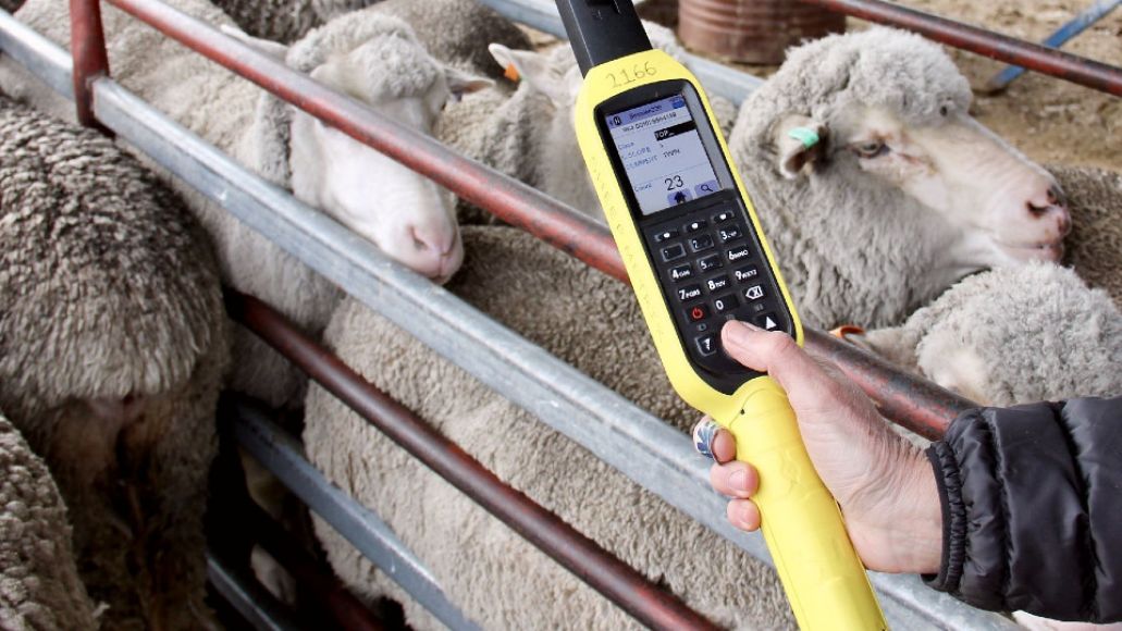 ISC webinar for livestock producers