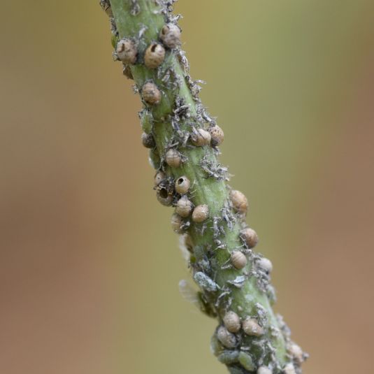 Aphids and aphid mummies on a stem.