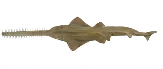 Green Sawfish