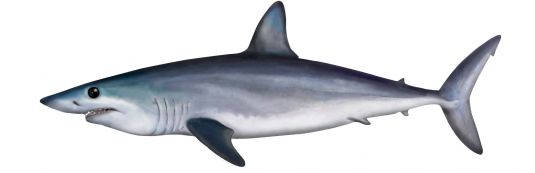 Shortfin Mako