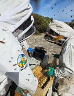 Targeted hive inspection being conducted