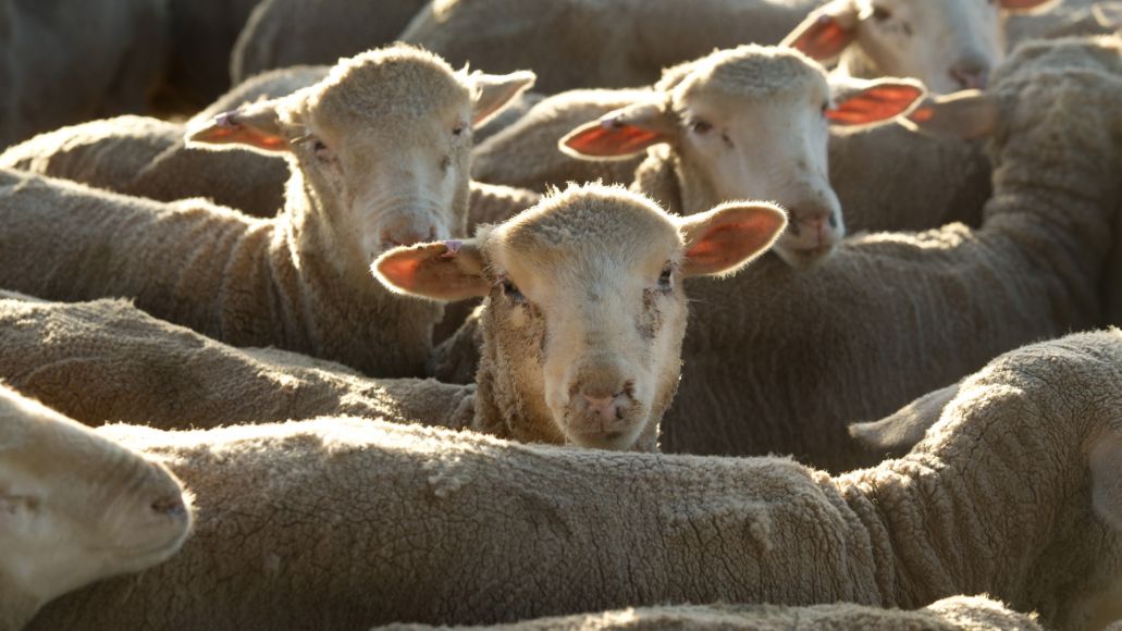 A close up of herd of sheep