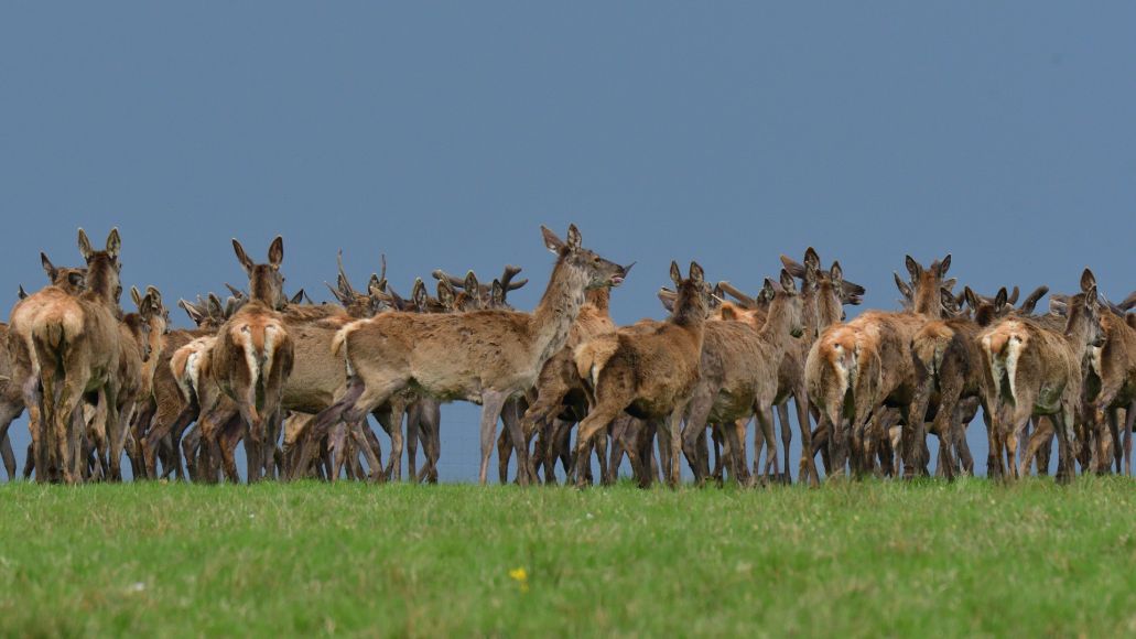 A herd of feral deer stand in a field
