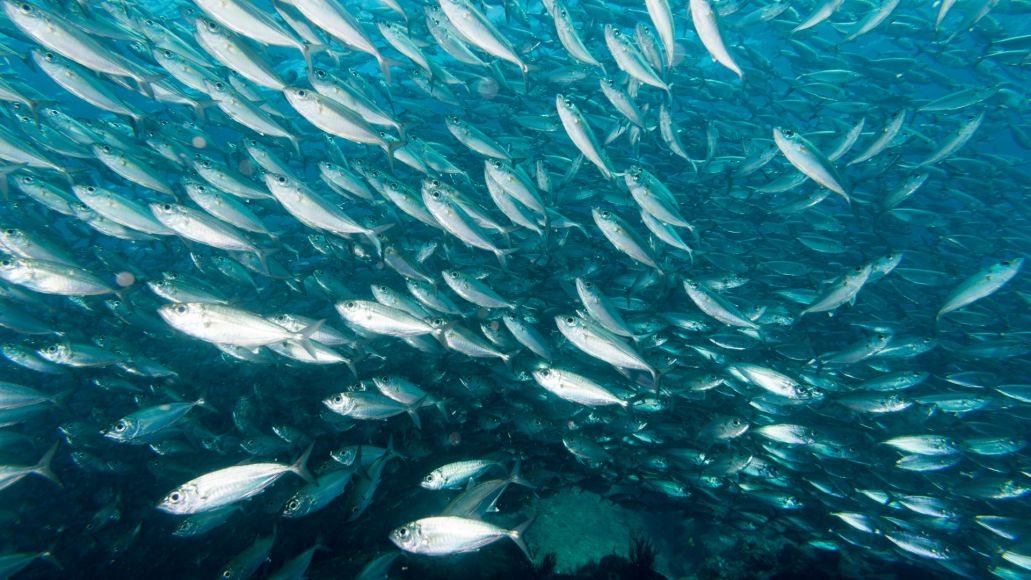 A massive school of fish swim towards the camera