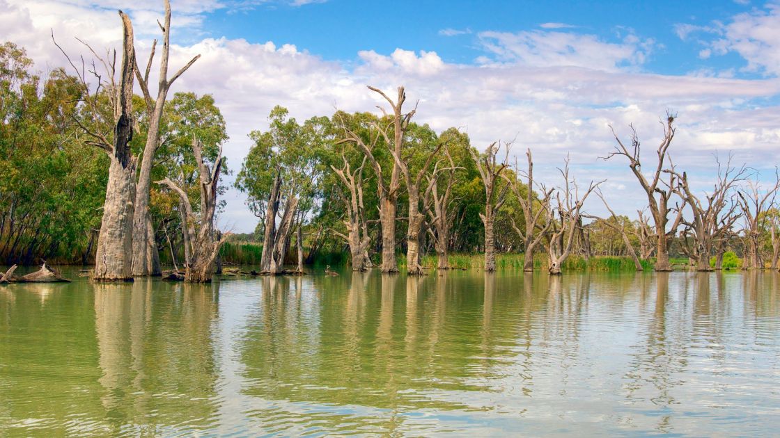 Trees on Murray River
