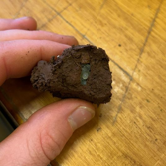 Black keeled slug eggs inside a clod of soil