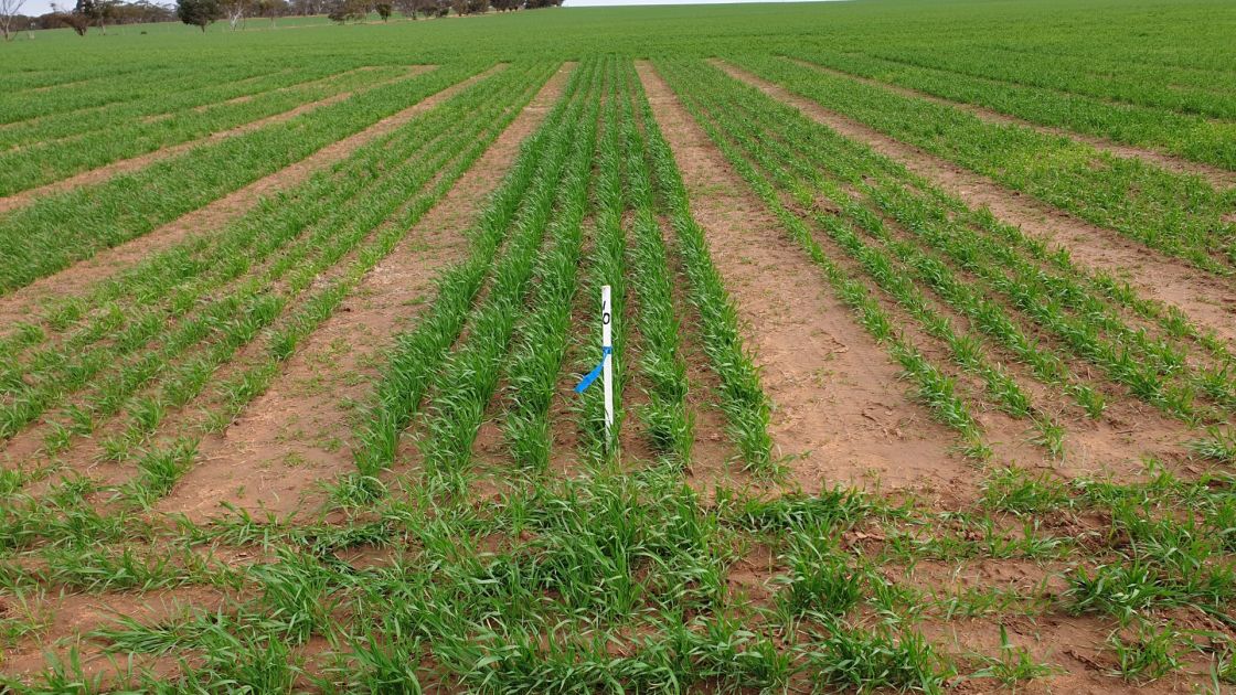 Improving crop phosphorus supply on highly calcareous soils using novel sources