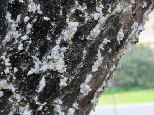 The trunk of a giant pine tree with scattered sections covered by the white scale