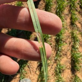 Herringbone caterpillar damage on wheat (photo by J. Hull)