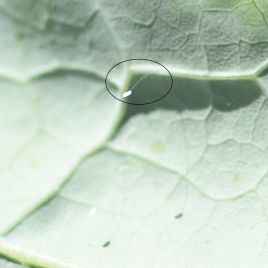A green lacewing egg on a leaf (photo by B. Hamdorf)