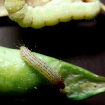Etiella larva on damaged pods