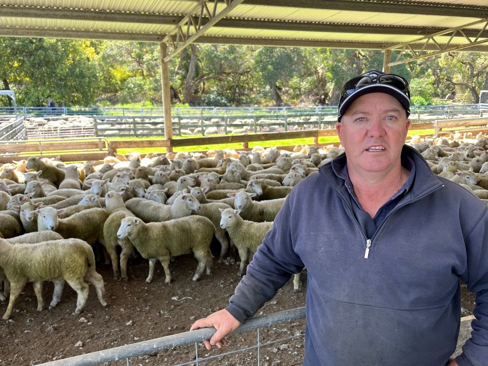 A man leaning on a fence rail with lambs in the pen behind him.