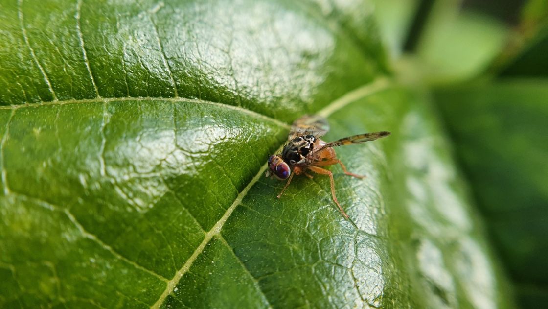 Mediterranean fruit fly