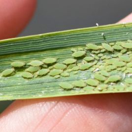 A high-quality photo, perfect for specimen identification.
