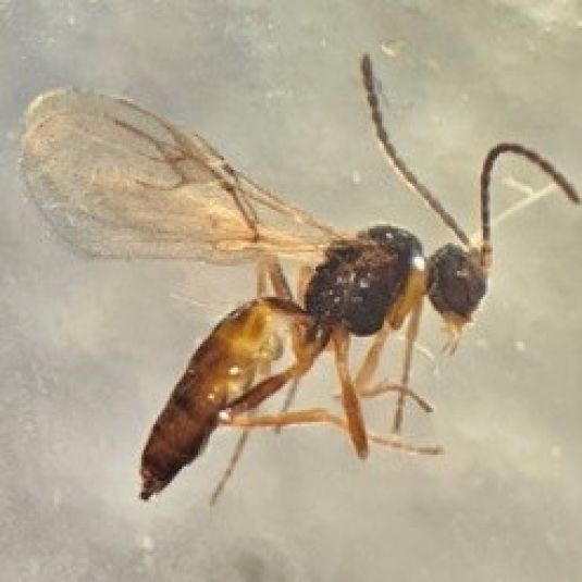 A parasitoid wasp shown from the side.