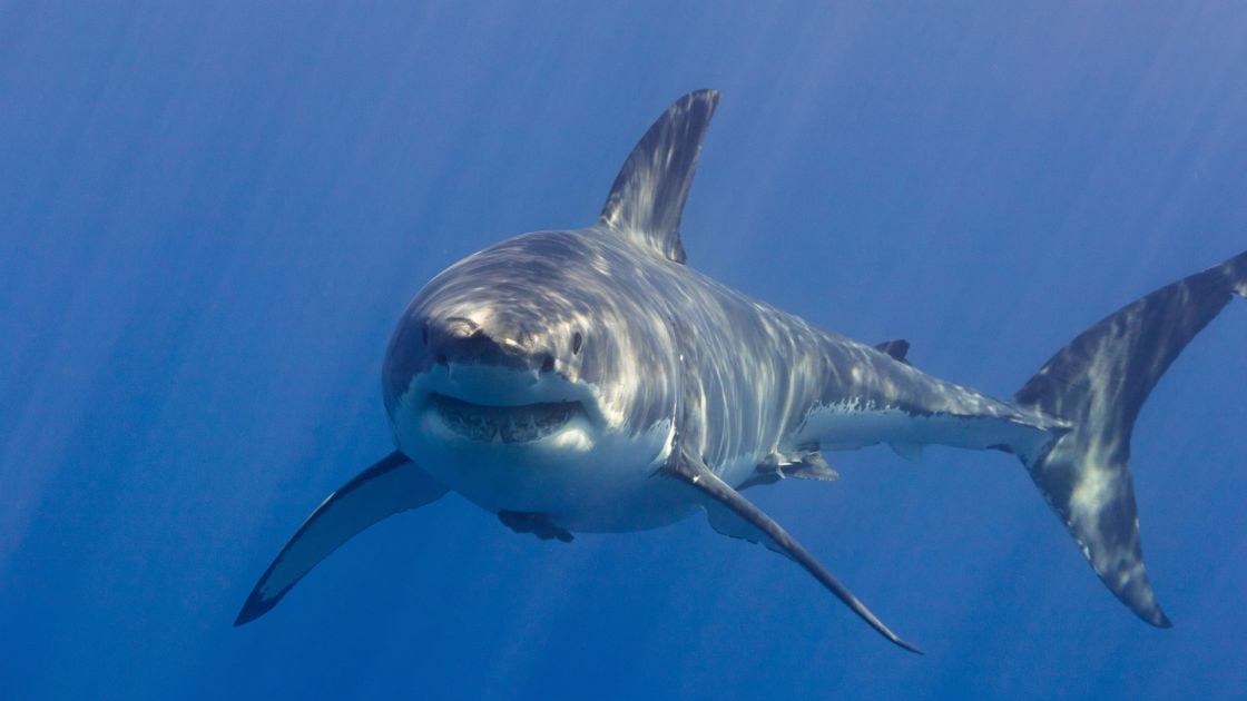 More timely shark sightings