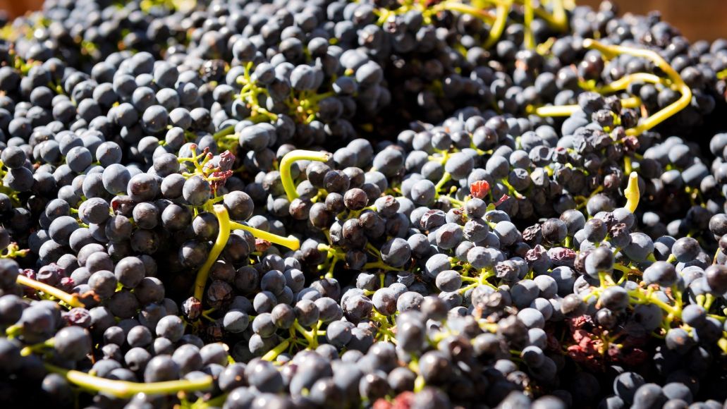 Bunches of purple wine grapes piled on each other.