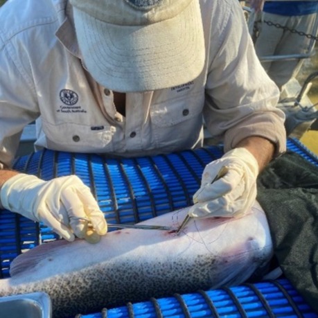 suturing murray cod