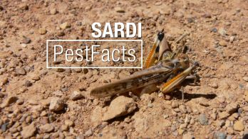 Australian plague locust activity increasing across SA