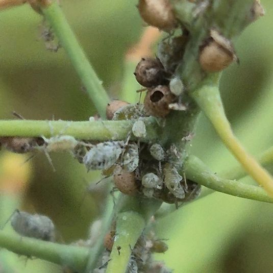 Mummified aphids 