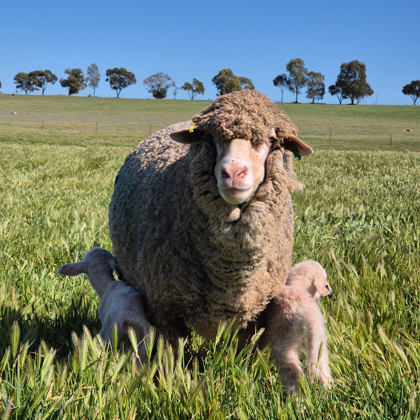 Sheep-with-lambs