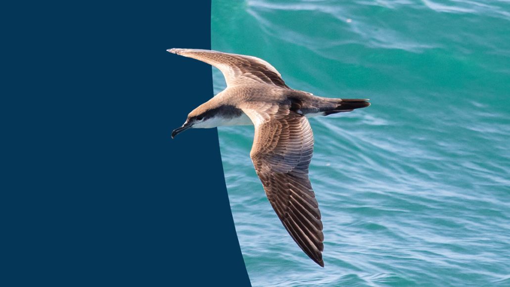 A migratory bird flying over the ocean.