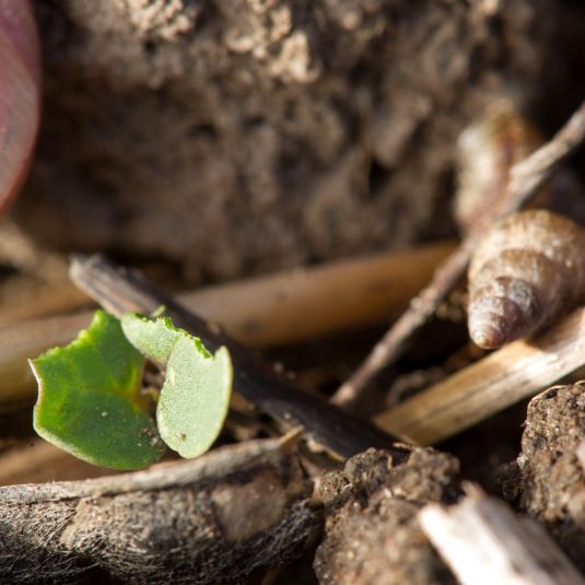 2 small pointed conical snails on canola