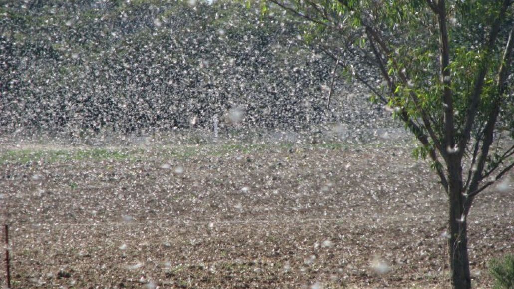 With a tree to the right, the air is full of flying locusts.