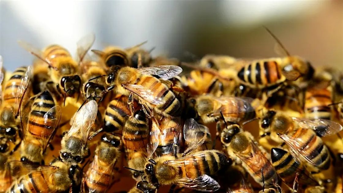 bee biosecurity