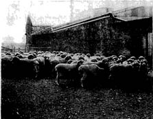 Ewe flock at Turretfield Research Centre April 1967