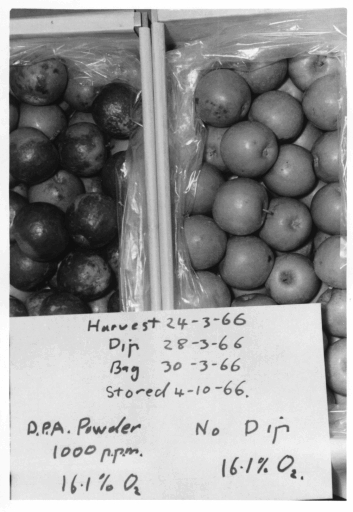 Early experiments to use DPA for control of scald %u2013 Blackwood Orchard Oct 1966.