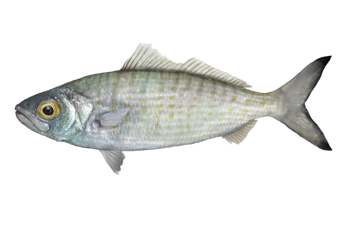 Australian Herring – Tommy Ruff
