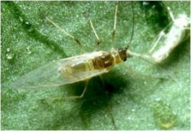 Winged adult of green peach aphid