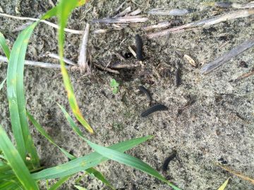 Sawfly larvae in wheat crop, Lock, EP, 2015. Photo: Chris Pearce