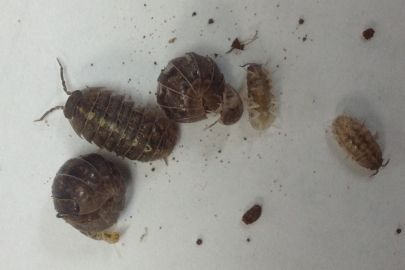 Pill bug slaters, Redhill, Mid North, 2015. Photo: Chris Fogarty