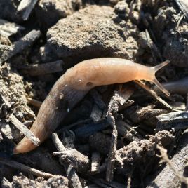 Grey field slug (Photo: K. Perry)