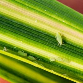 Russian wheat aphids and symptoms (photo: M. Nash).