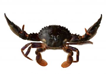 Asian Paddle Crab <i>(Charybdis japonica)</i>