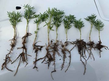 Lupin herbicide residue damage on roots 