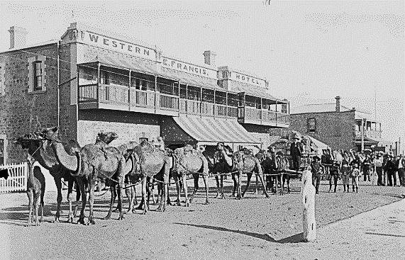 Camel teams in Port Augusta in 1901