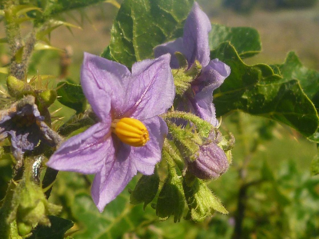 apple_of_Sodom_1_-_Apple_of_Sodom_flower.jpg