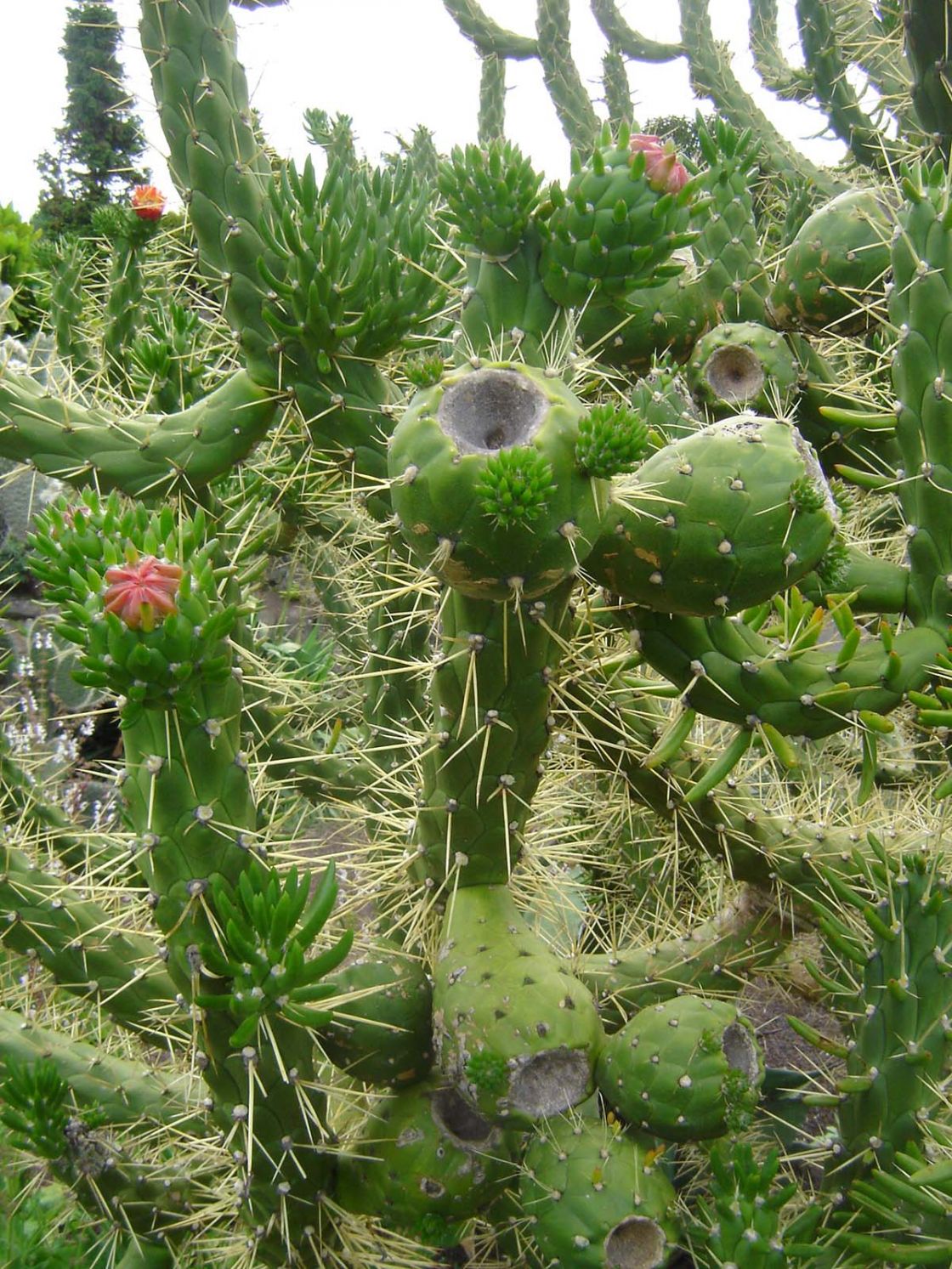 Austrocylindropuntia_1_-_austrocylindropuntia.jpg