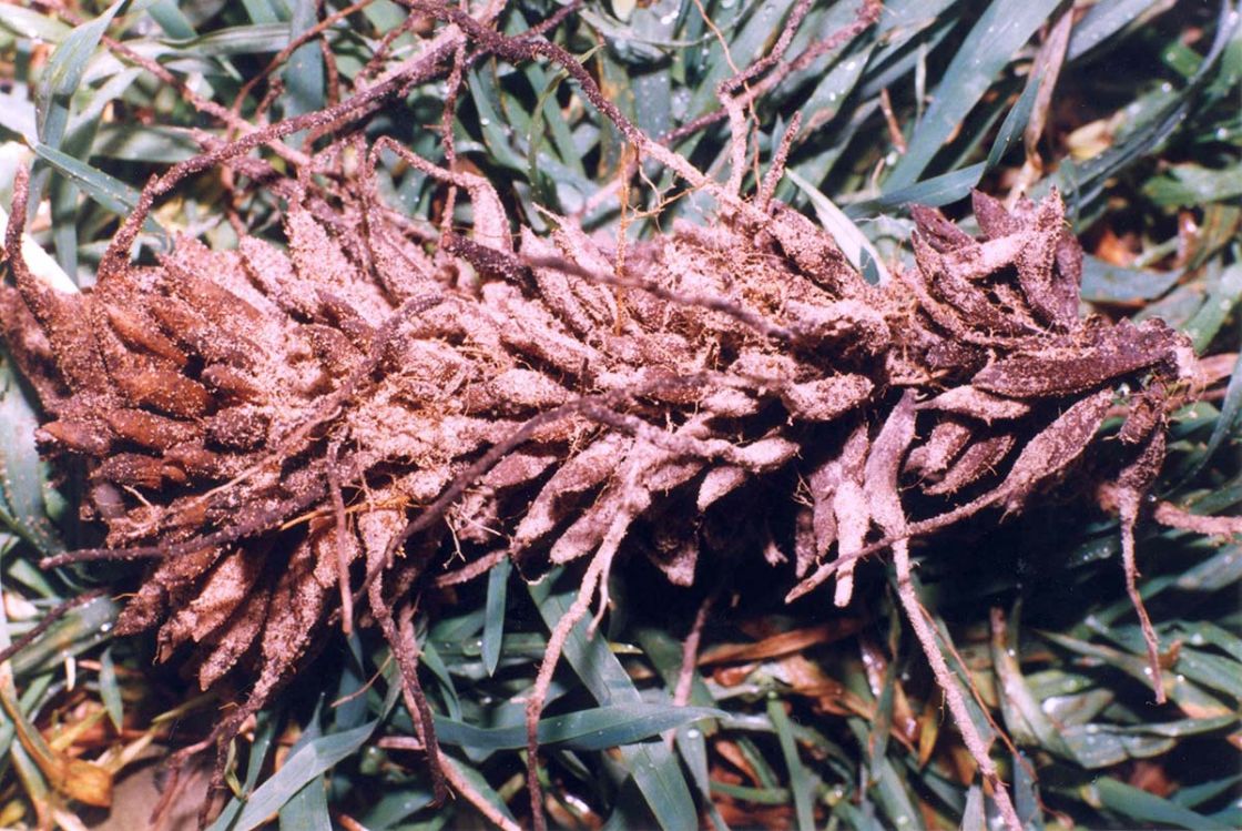 bridal_creeper_1_-_Common_Bridal_Creeper_tubers_scan_R_Coles.jpg