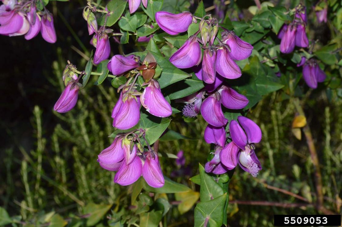 dolichos_pea_1_-_dolichos_pea.jpg
