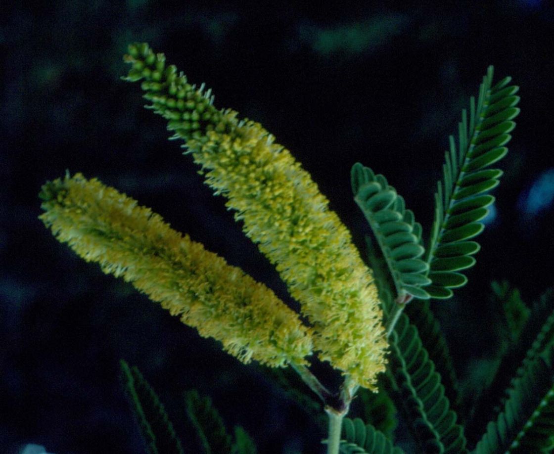 mesquite_3_-_scan0013.jpg