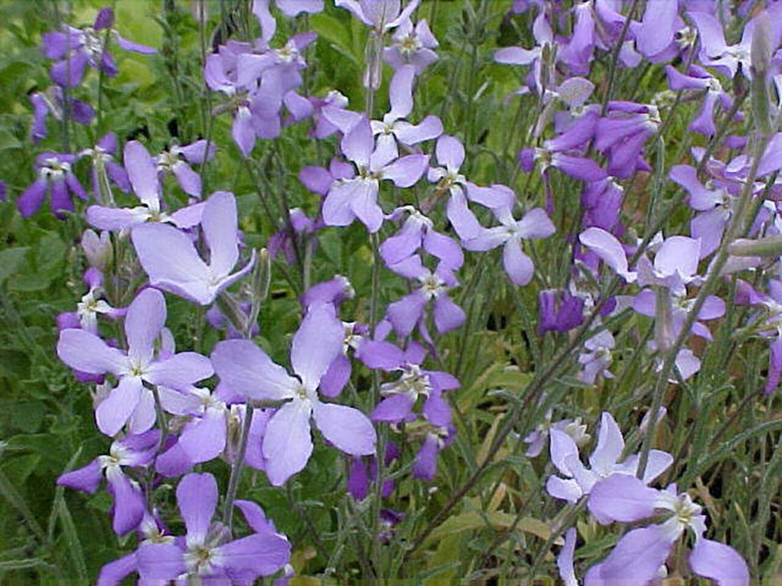 nightstock_1_-_Matthiola_longipetala.jpg