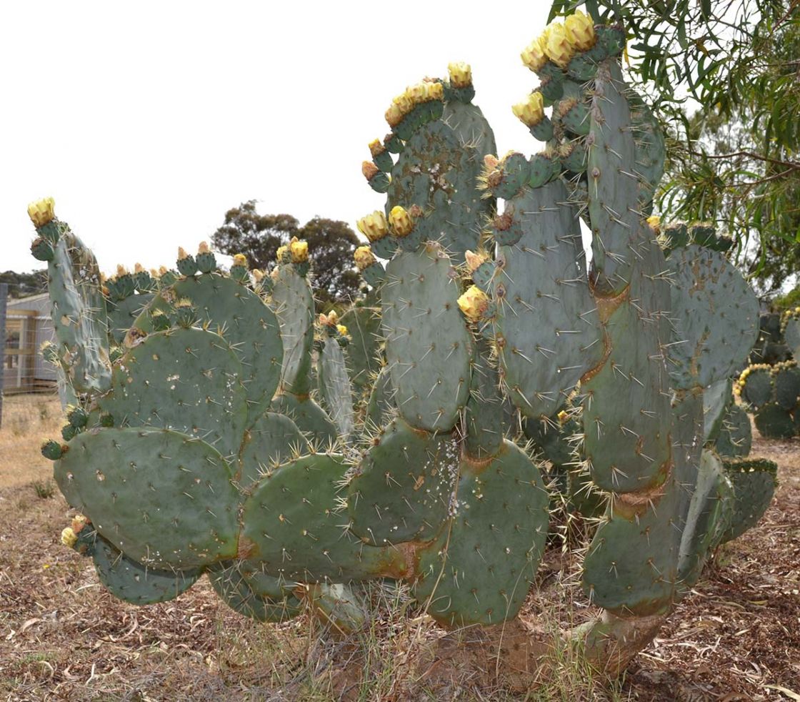Opuntia_1_-_Opuntia1.jpg