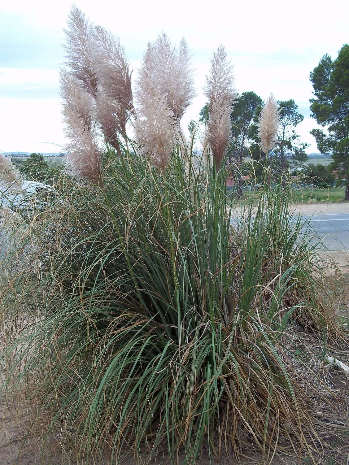 pampas_grasses_1_-_C.jubata_JDean.jpg